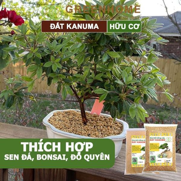 Đất trồng Kanuma, bao 500gr, dùng rải mặt, giá thể trồng sen đá, bonsai, đỗ quyên, nhiều kích thước