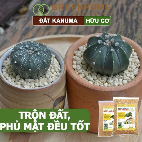 Đất trồng Kanuma, bao 500gr, dùng rải mặt, giá thể trồng sen đá, bonsai, đỗ quyên, nhiều kích thước