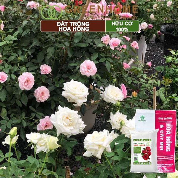 Đất trồng hoa hồng hữu cơ, trộn sẵn, đầy đủ dinh dưỡng, kháng bệnh tốt, sai hoa, bông to |Greenhome