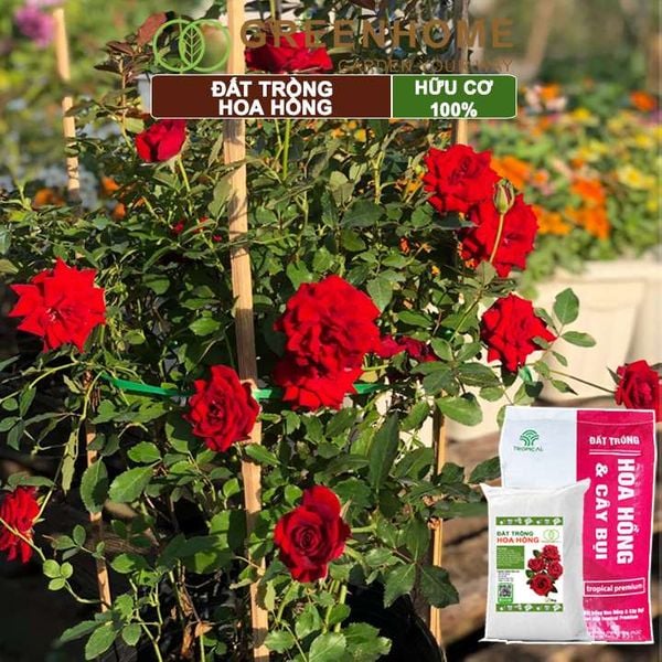 Đất trồng hoa hồng hữu cơ, trộn sẵn, đầy đủ dinh dưỡng, kháng bệnh tốt, sai hoa, bông to |Greenhome