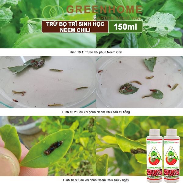 Dầu Neem Oil Sinh Học Neem Chill, 150ml, Kết Hợp Tinh Dầu Tỏi, Ớt, Trừ Bọ Trĩ, Nhện Đỏ, Rầy, Rệp Sáp Cho Cây Cảnh, Rau, Hoa Hồng