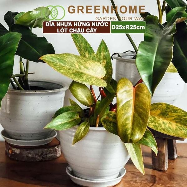 Dĩa nhựa lót chậu cây, R25cm, nhựa nguyên sinh, bền, đẹp, nhiều hình dạng lựa chọn | Greenhome