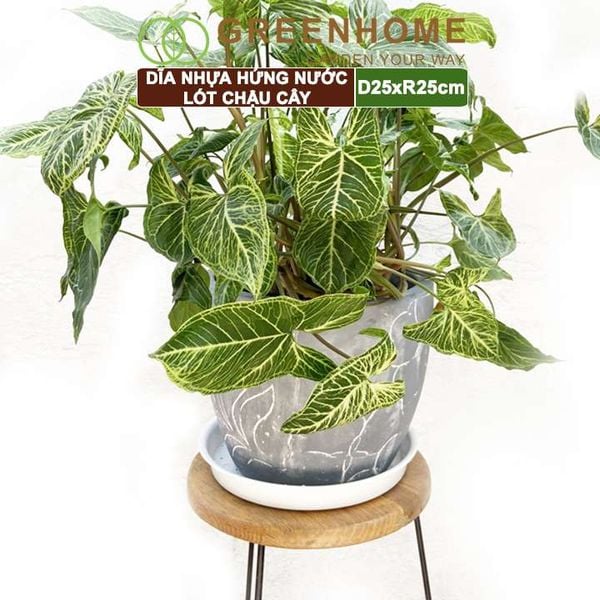 Dĩa nhựa lót chậu cây, R25cm, nhựa nguyên sinh, bền, đẹp, nhiều hình dạng lựa chọn | Greenhome