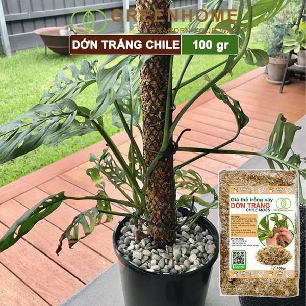 Dớn trắng Chilê, gói 100gr, đã qua xử lý, giữ ẩm tốt, kháng khuẩn tự nhiên, làm giá thể trồng phong lan, kiểng lá hiệu quả |Greenhome