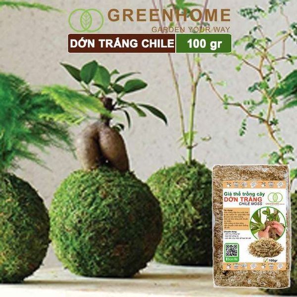 Dớn trắng Chilê, gói 100gr, đã qua xử lý, giữ ẩm tốt, kháng khuẩn tự nhiên, làm giá thể trồng phong lan, kiểng lá hiệu quả |Greenhome