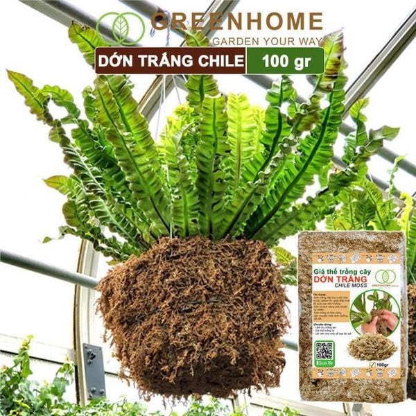 Dớn trắng Chilê, gói 100gr, đã qua xử lý, giữ ẩm tốt, kháng khuẩn tự nhiên, làm giá thể trồng phong lan, kiểng lá hiệu quả |Greenhome