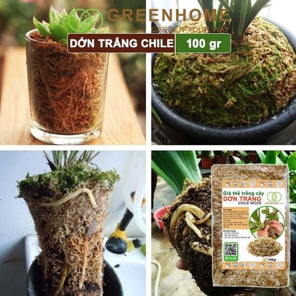 Dớn trắng Chilê, gói 100gr, đã qua xử lý, giữ ẩm tốt, kháng khuẩn tự nhiên, làm giá thể trồng phong lan, kiểng lá hiệu quả |Greenhome