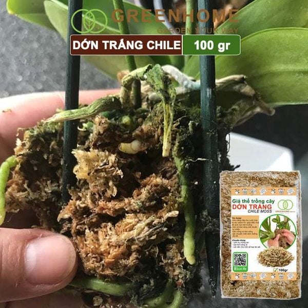 Dớn trắng Chilê, gói 100gr, đã qua xử lý, giữ ẩm tốt, kháng khuẩn tự nhiên, làm giá thể trồng phong lan, kiểng lá hiệu quả |Greenhome