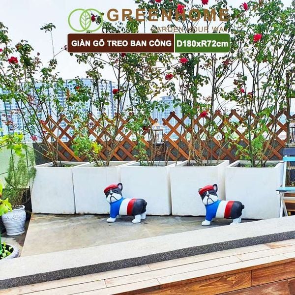 Giàn gỗ treo ban công, R72xC180cm, gỗ tràm siêu bền, co giản được, làm khung hoa hồng leo, bông giấy |Greenhome