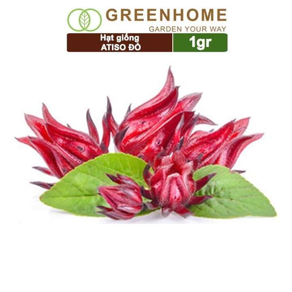 Hạt giống Atiso đỏ, gói 1gr, dễ trồng, dinh dưỡng, năng suất cao