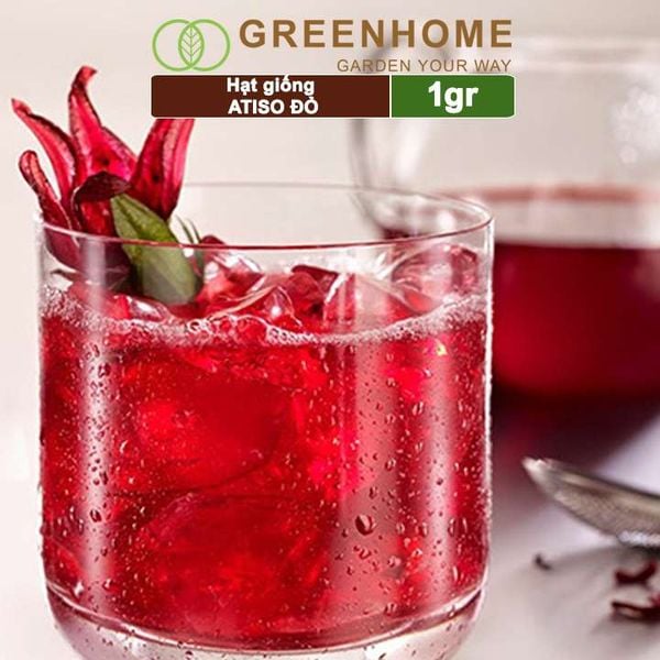 Hạt giống Atiso đỏ, gói 1gr, dễ trồng, dinh dưỡng, năng suất cao