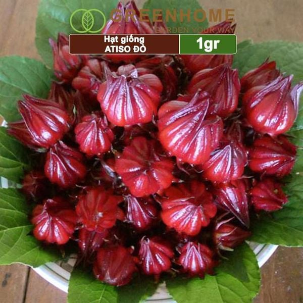 Hạt giống Atiso đỏ, gói 1gr, dễ trồng, dinh dưỡng, năng suất cao