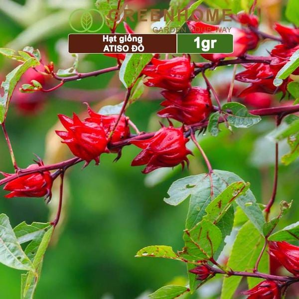 Hạt giống Atiso đỏ, gói 1gr, dễ trồng, dinh dưỡng, năng suất cao
