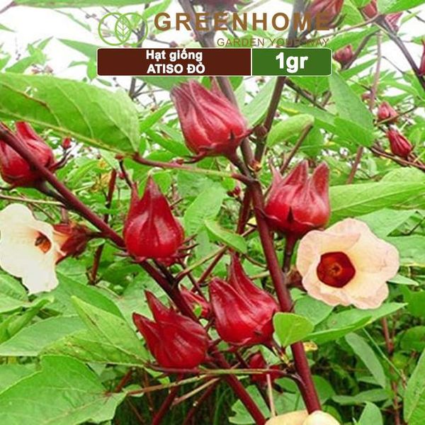 Hạt giống Atiso đỏ, gói 1gr, dễ trồng, dinh dưỡng, năng suất cao
