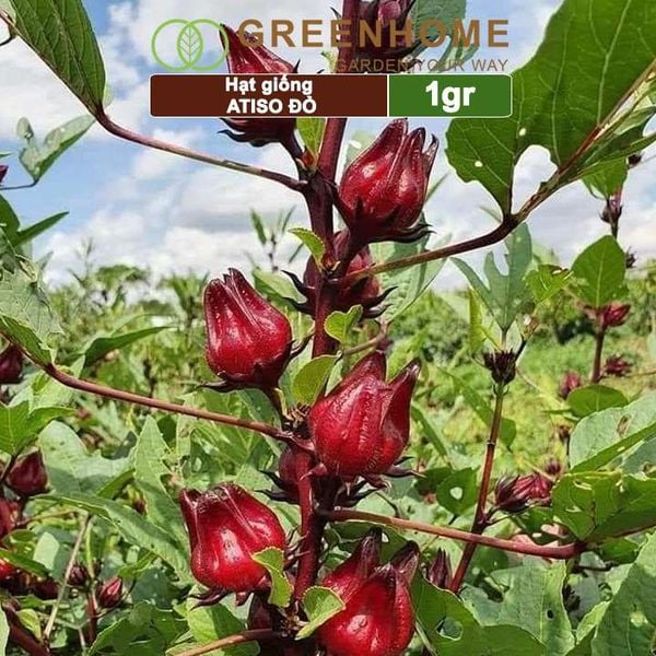 Hạt giống Atiso đỏ, gói 1gr, dễ trồng, dinh dưỡng, năng suất cao