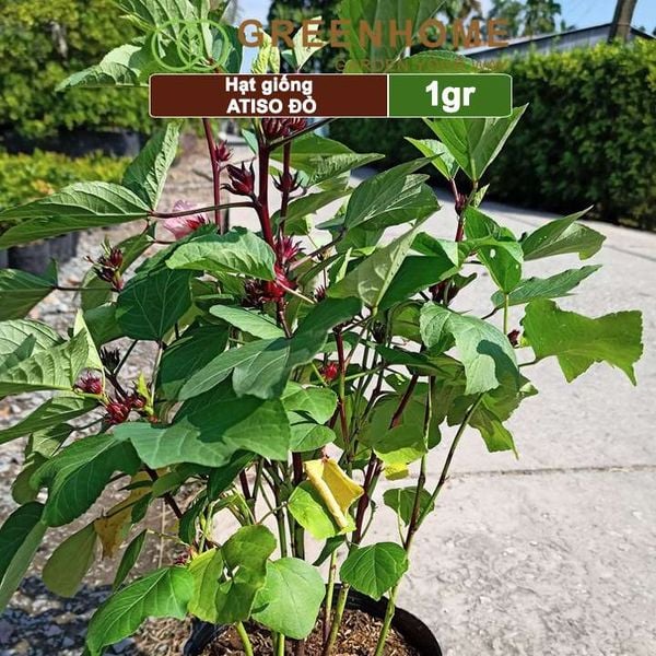 Hạt giống Atiso đỏ, gói 1gr, dễ trồng, dinh dưỡng, năng suất cao
