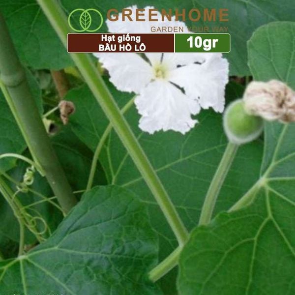 Hạt giống Bầu Hồ lô