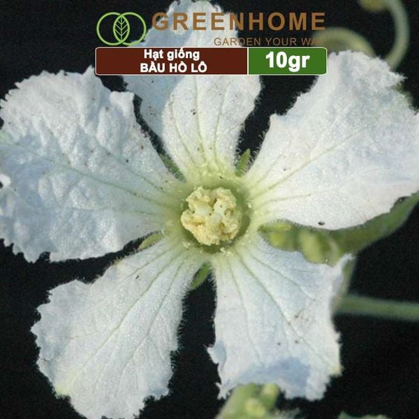 Hạt giống Bầu Hồ lô