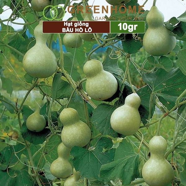Hạt giống Bầu Hồ lô