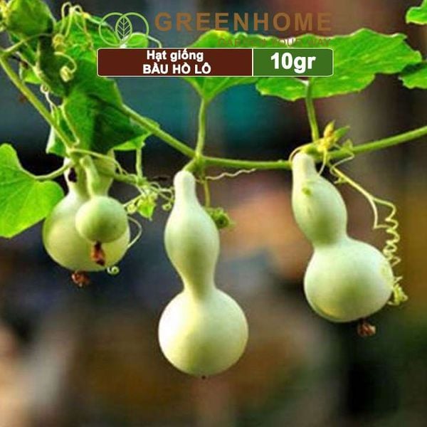 Hạt giống Bầu Hồ lô