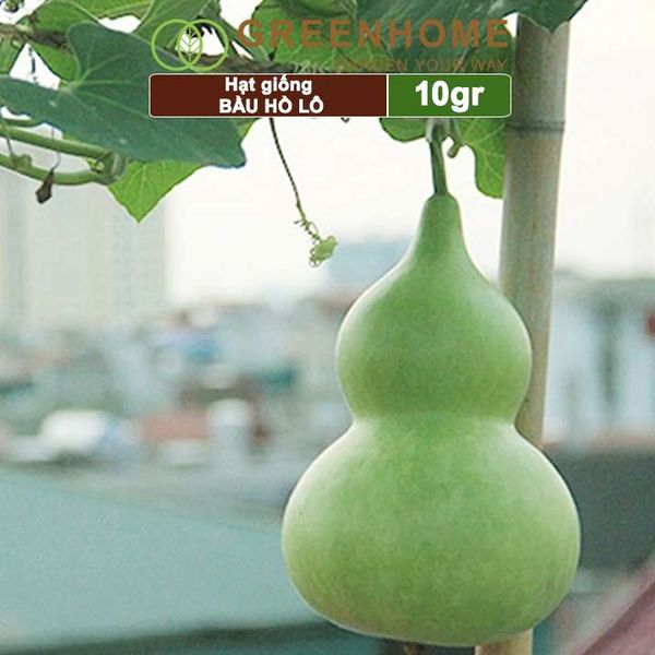 Hạt giống Bầu Hồ lô