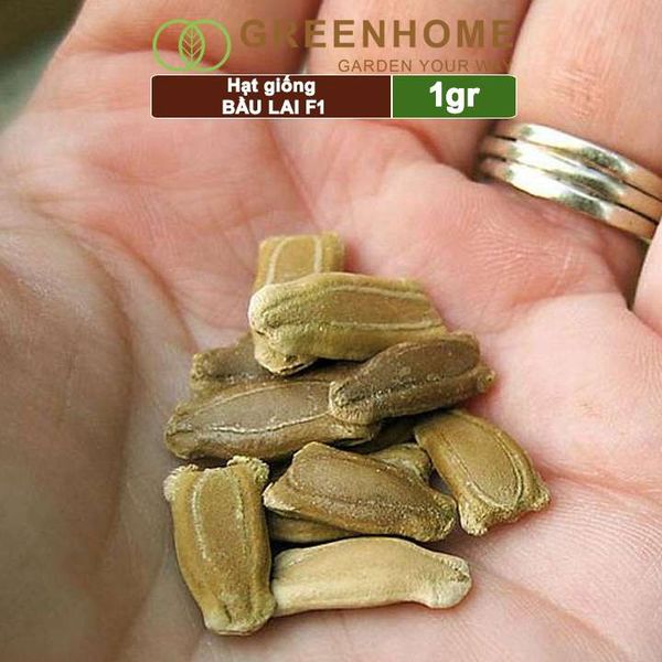 Hạt giống Bầu