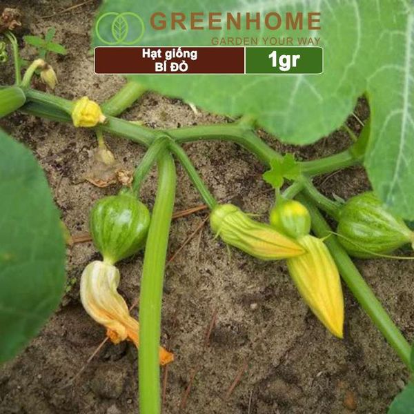 Hạt giống Bí đỏ Greenhome, gói 1gr, trái sai, thịt nhiều, trồng quanh năm T03