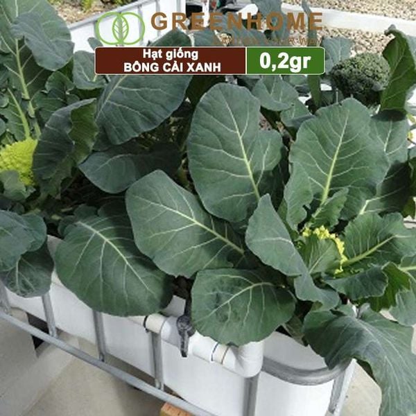 Hạt giống Súp lơ xanh