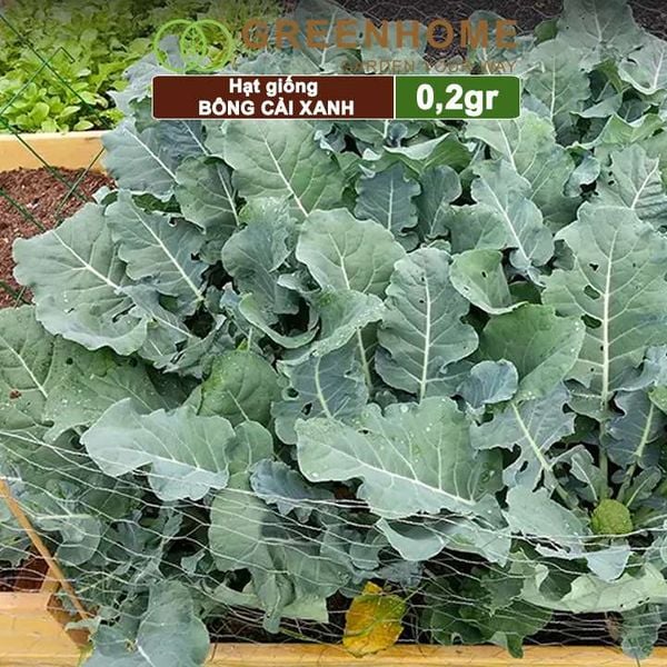 Hạt giống Súp lơ xanh