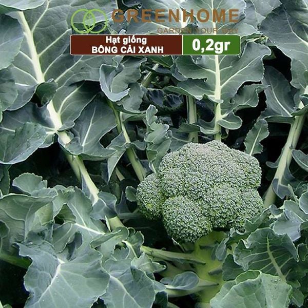 Hạt giống Súp lơ xanh