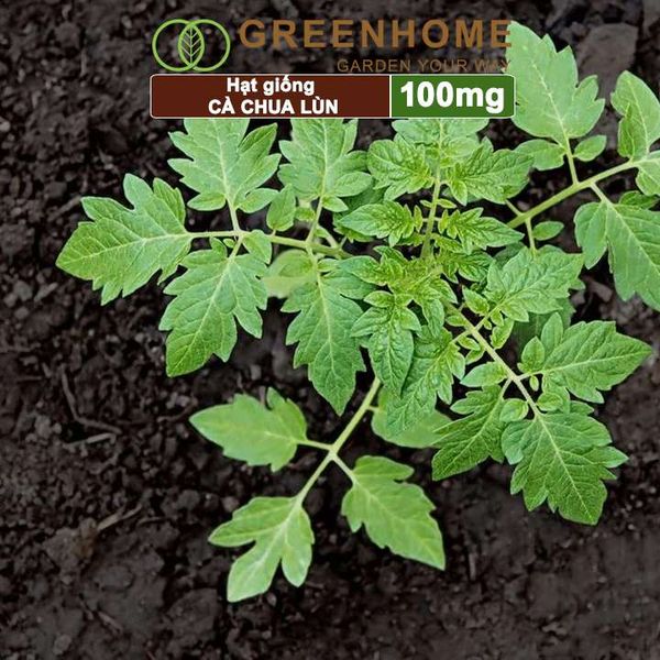 Hạt giống cà chua chịu nhiệt