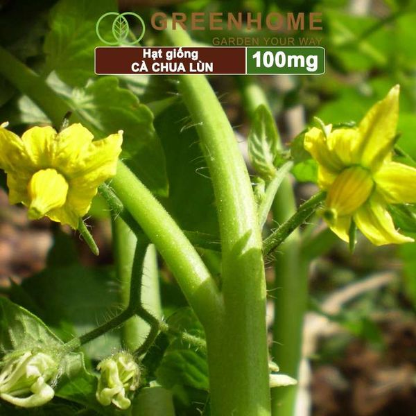 Hạt giống cà chua chịu nhiệt