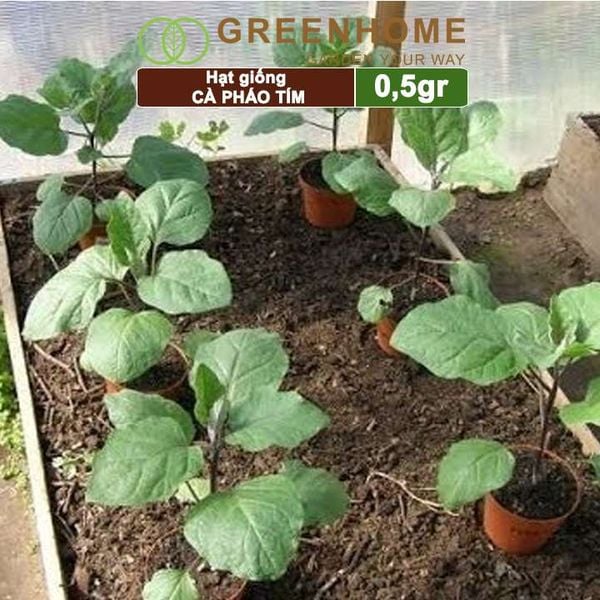 Hạt giống Cà pháo tím