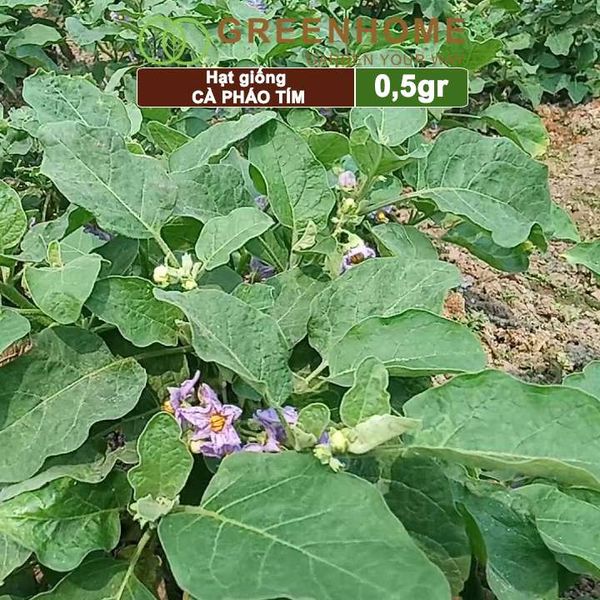 Hạt giống Cà pháo tím