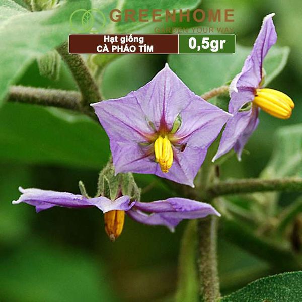 Hạt giống Cà pháo tím