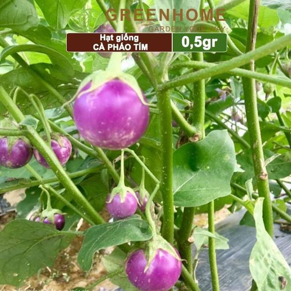 Hạt giống Cà pháo tím