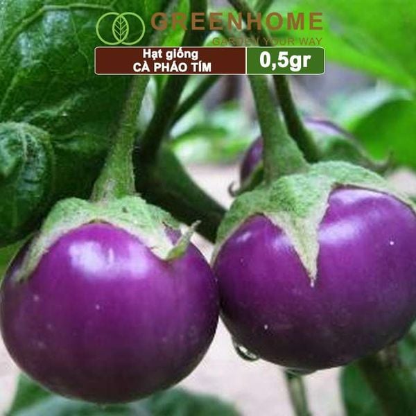 Hạt giống Cà pháo tím