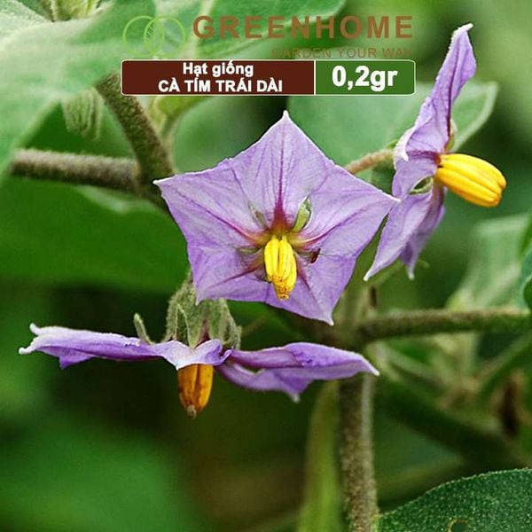 Hạt giống Cà tím