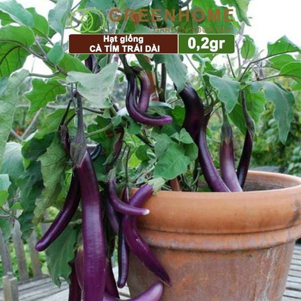 Hạt giống Cà tím