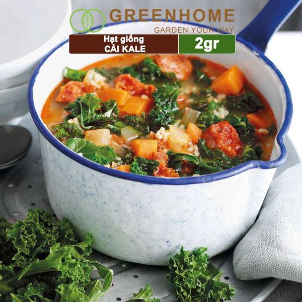 Hạt giống Cải xoăn Kale, 2gr, dễ trồng, giàu dinh dưỡng R16