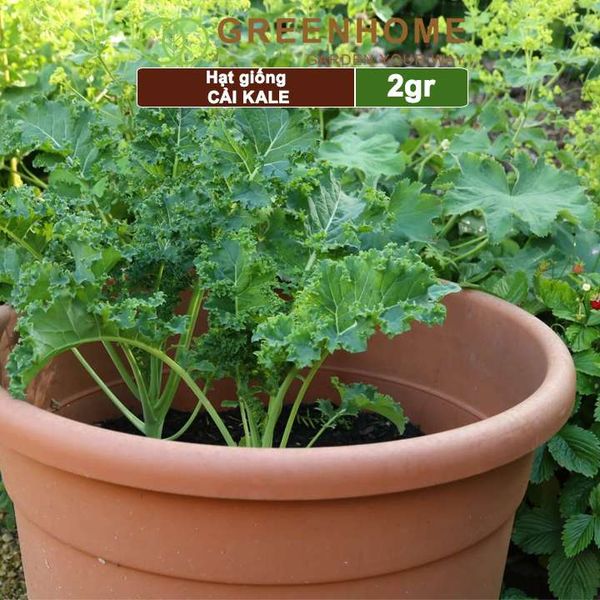 Hạt giống Cải xoăn Kale, 2gr, dễ trồng, giàu dinh dưỡng R16
