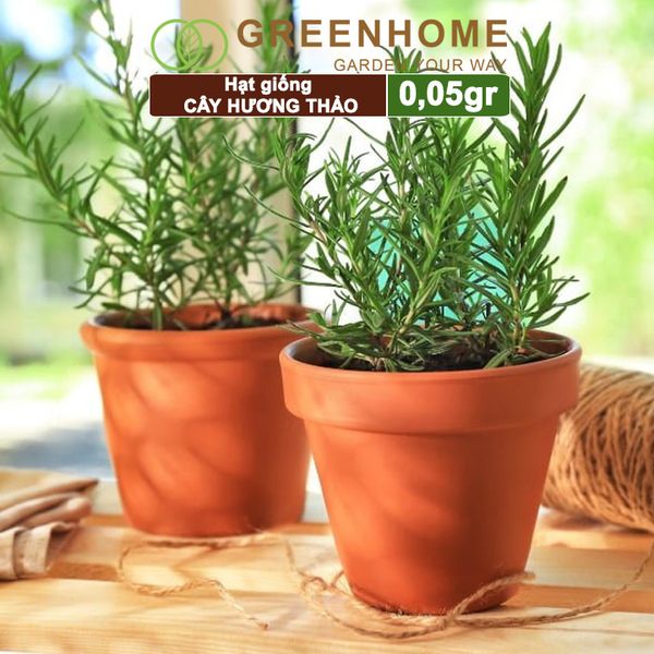 Hạt giống Cây hương thảo, rosemary, gói 0,05gr, dễ trồng, thu hoạch quanh năm G06