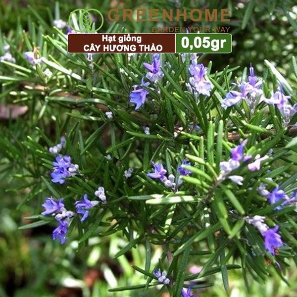 Hạt giống Cây hương thảo, rosemary, gói 0,05gr, dễ trồng, thu hoạch quanh năm G06