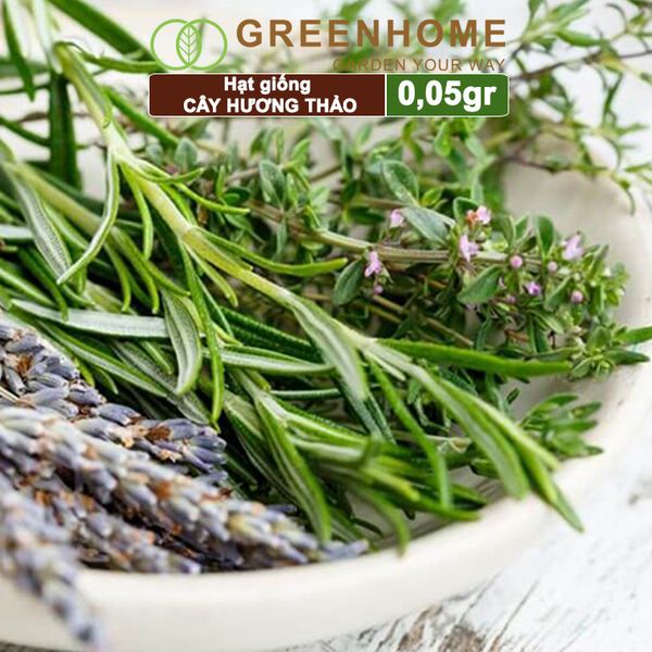 Hạt giống Cây hương thảo, rosemary, gói 0,05gr, dễ trồng, thu hoạch quanh năm G06