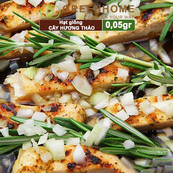 Hạt giống Cây hương thảo, rosemary, gói 0,05gr, dễ trồng, thu hoạch quanh năm G06