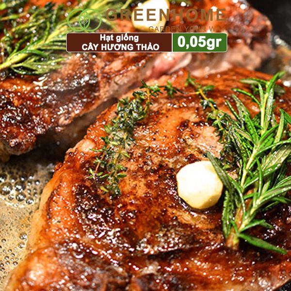 Hạt giống Cây hương thảo, rosemary, gói 0,05gr, dễ trồng, thu hoạch quanh năm G06