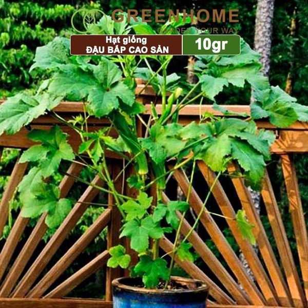 Hạt giống Đậu Bắp