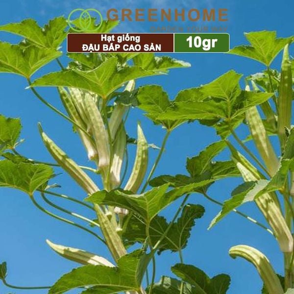 Hạt giống Đậu Bắp