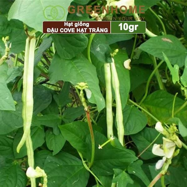 Hạt giống Đậu Cove