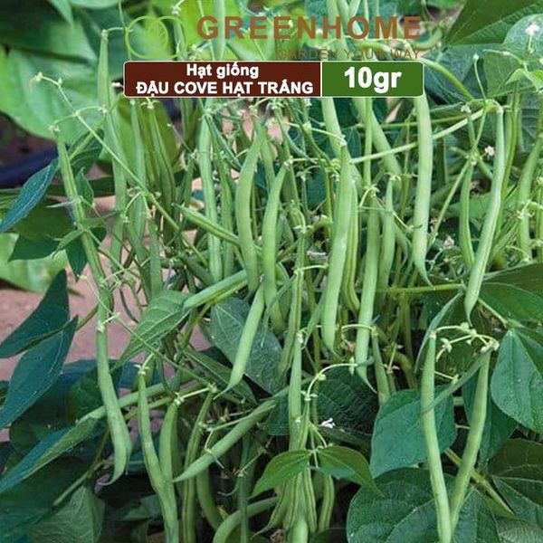 Hạt giống Đậu Cove